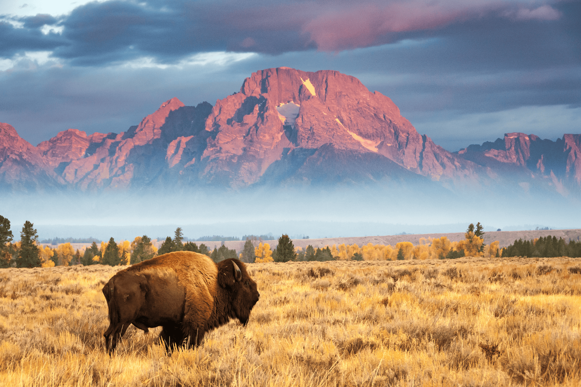 bison-in-wyoming