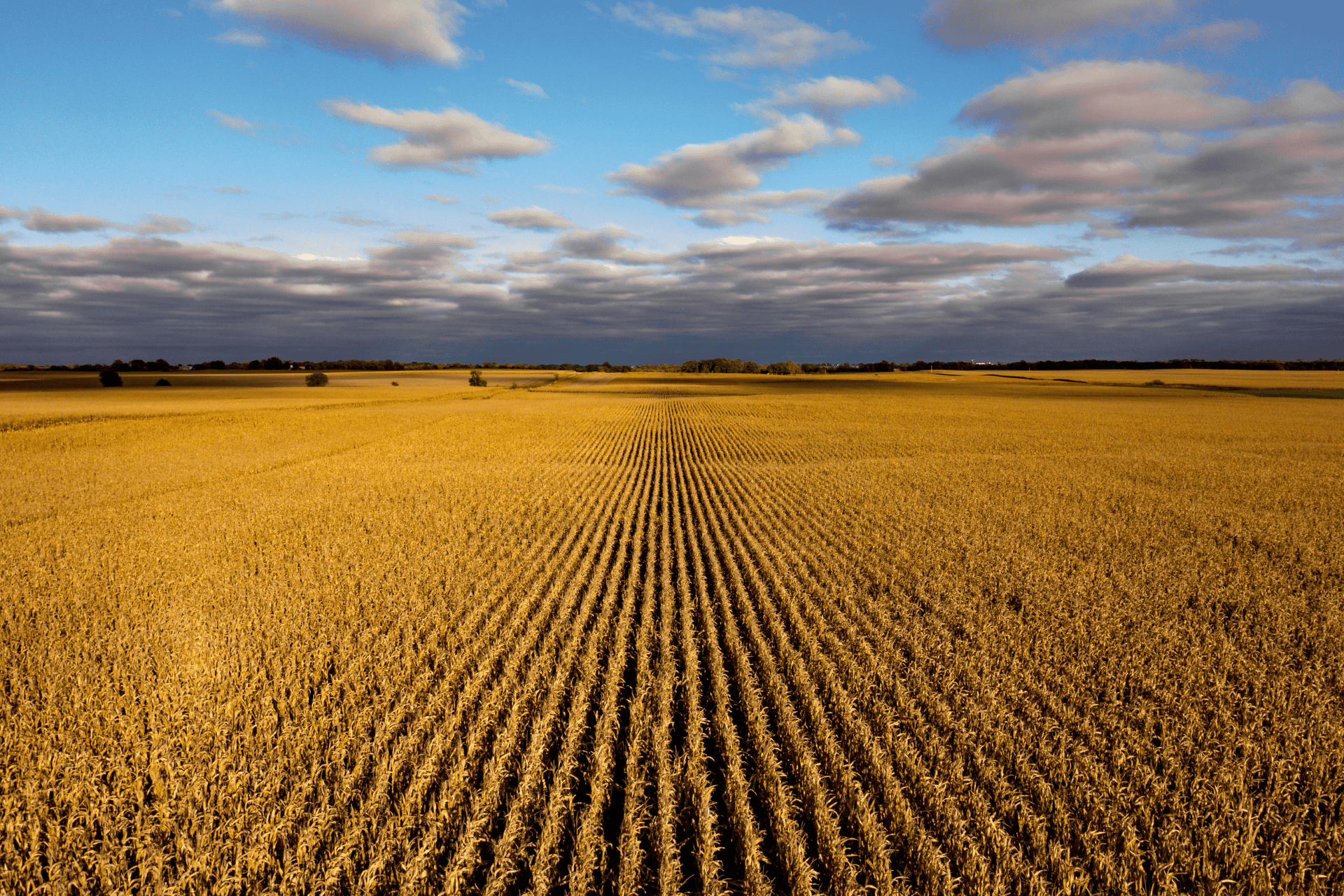 iowa-cornfield